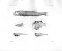 STERNOPTYX  & LYCHNOPLES - Garman deep sea fish print