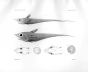 MACRURUS TENUICAUDA & CANUS - Garman deep sea fish print