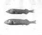 ALEPOCEPHALUS - Garman deep sea fish print