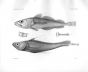MERLUCCIUS & LEPTOPHYCIS - Garman deep sea fish print