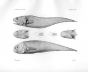 MONOMITOPUS TORVUS & MONOMEROPUS - Garman deep sea fish print