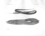 LABICHTHYS BOWERSII & EGG CASE - Garman deep sea fish print