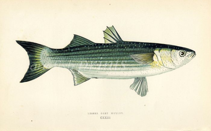 THE LESSER GREY MULLET fish print