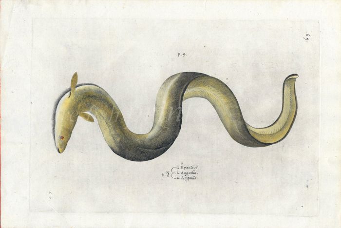 SALVIANI - THE EUROPEAN EEL fish print (Anguilla anguilla) 1554