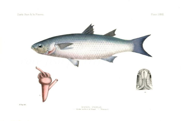 THE GREY MULLET - MUGIL CHELO fish print