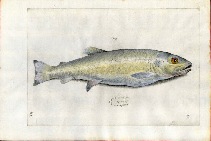 SALVIANI: THE TROUT OF LAKE GARDA - ITALY (Salmo carpio)  1554