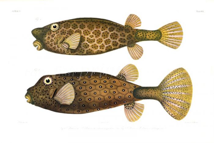  OSTRACION RHINORHYNCHOS & OSTRACION TETRAGONUS - HORNED-NOSE BOXFISH & DOTTED TRUNKFISH print