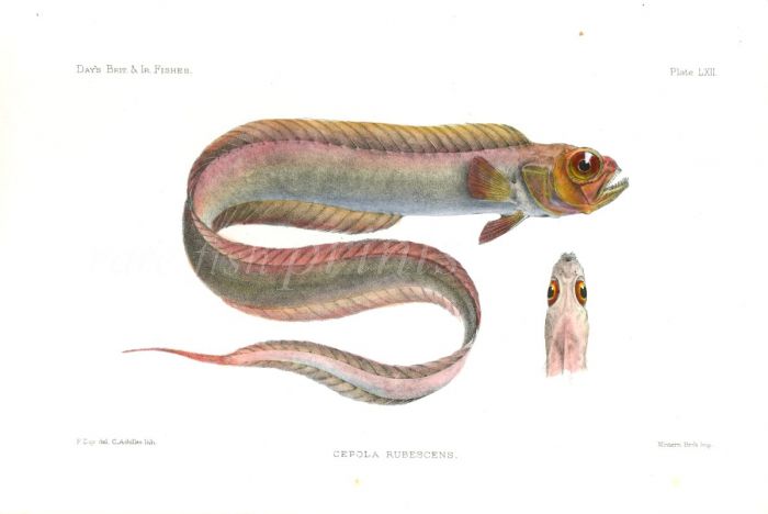 THE RED BANDFISH - CEPOLA RUBESCENS fish print