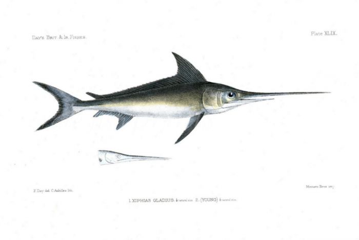 THE SWORDFISH -XIPHIAS GLADIUS fish print