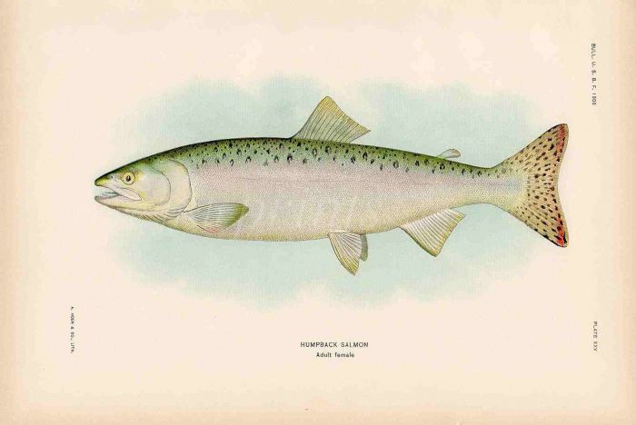 HUMPBACK SALMON print (adult female)