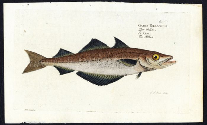 THE POLLACK print ( Gadus Pollachius)
