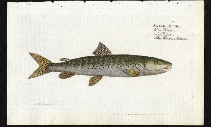 THE RIVER SALMON print ( Salmo Hucho)