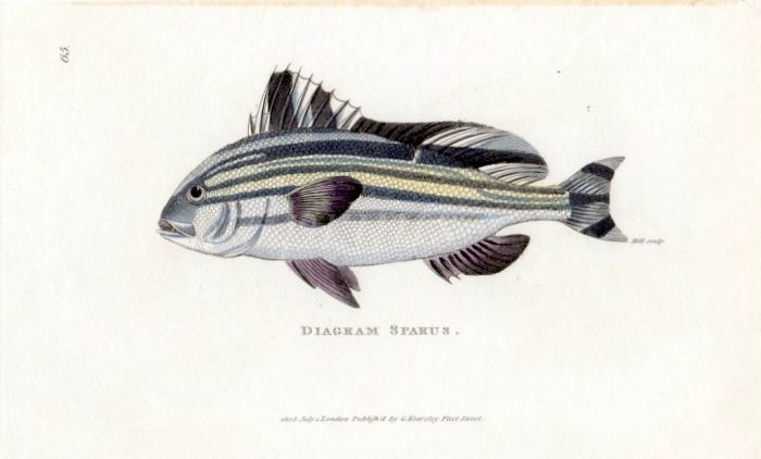 THE DIAGRAM SPARUS print