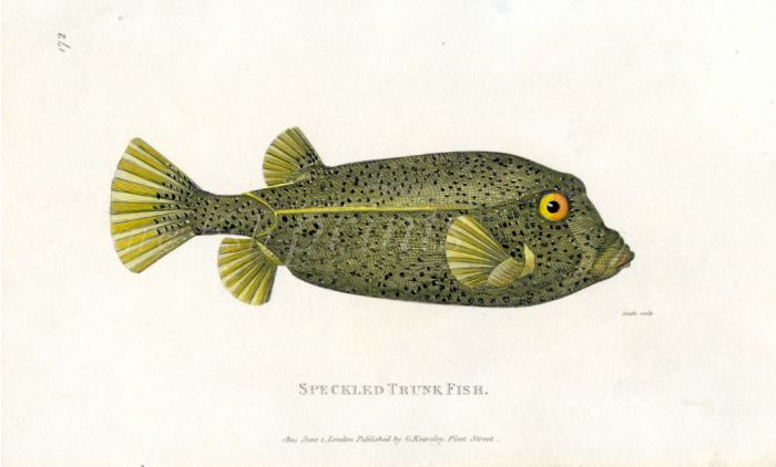 THE SPECULATED TRUNKFISH print
