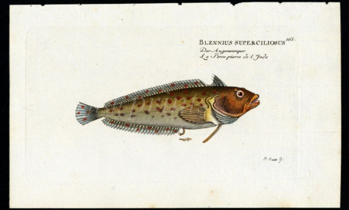 THE SUPER KLIPFISH print (Blennius Superciliosus)