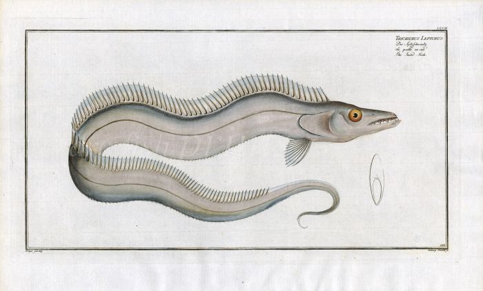 THE SWORD-FISH Bloch fish print 1758 (Trichiurus Lepturus) 