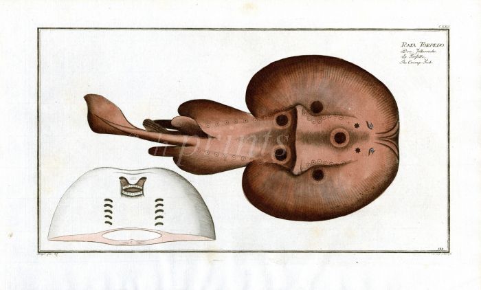 THE TORPEDO RAY Bloch fish print  (Raia Torpedo)