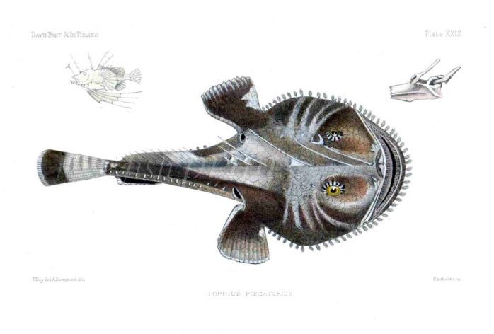 THE ANGLER - LOPHIUS fish print