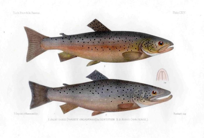 THE LOCH STENNIS & FERROX TROUT print