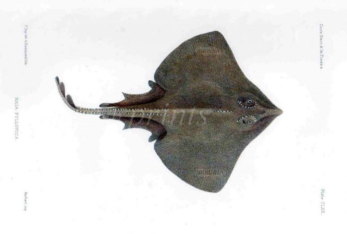 THE SHAGREEN RAY - RAI FULLONICA fish print