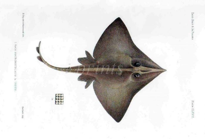 THE EUROPEAN or FLAPPER SKATE print