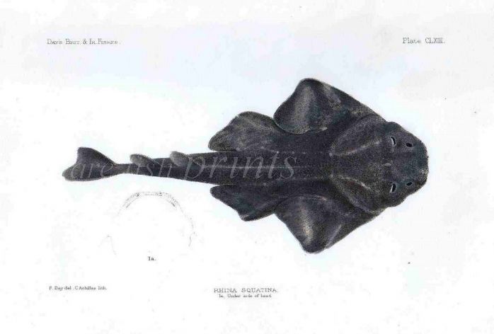 THE MONKFISH - RHINA SQUATINA fish print