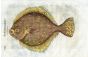 ALDROVANDI - THE TURBOT woodcut fish print 1638