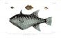 OCEAN TRIGGERFISH print - BALISTES (CANTHIDERMIS) MACULATUS  