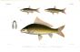 DANGILA LEPTOCHEILUS & RASBORAS carp print
