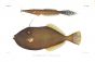 ALUTERUS MONOCEROS - THE UNICORN LEATHERJACKET FILEFISH print