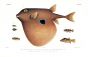TRIODON BURSARIUS -  THE THREE TOOTHED PUFFER print