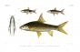 RASBORAS & LABEOBARBUS SORO BARBEL print