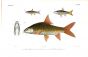 LABEOBARBUS DOURONENSIS - RIVER CARP print