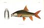 LABEOBARBUS TAMBROIDES  - THAI MAHSEER print
