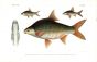PUNTICIS BELINKA, JAVANICUS & CYCLOCHEILICHTHYS DEVENTERI  carp print