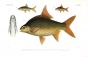 PUNTICIS PADANGENSIS, WAANDERSI, HYPSELONOTUS carp print