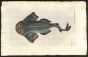 THE ANGEL SHARK print