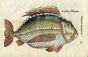 ULISSE ALDROVANDI - THE SEA BREAM woodcut fish print - OMNIUM ANIMALIUM 1642