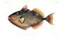 LEIURUS STELLATUS  - TRIGGERFISH print