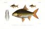 PUNTIUS  LEIACANTHUS, AMBLYCEPHALUS, BREVIS carp print