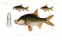 PUNTICIS MACULATUS, LAWAK & ROHEICHTHYS MICROLEPIS carp print