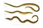 OPHICHTHUS & PISODONOPHIS eel print