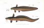 PLOTOSUS ALBILABRIS & CANIUS catfish print