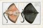THE SHARPNOSED RAY  fish print (Raia Oxyrinchus0