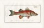THE ELEVEN RAY SNOOK print 1797 (SCIAENA UNDECIMALIS) 