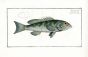 THE SQUIRRELFISH - GREEN COLOURED HOLOCENTRE  - Bloch fish print