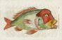 ALDROVANDI - THE GIANT SNAPPER woodcut fish print (Synagris Gigante) 1638