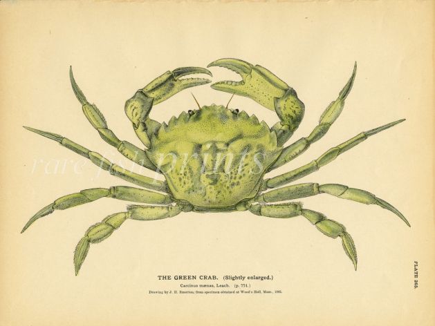 EMERTON - THE GREEN CRAB print 1884