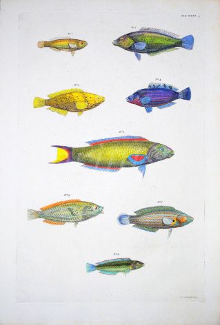 THE GREYHEAD, RAINBOW & MOON WRASSE coral reef fish print