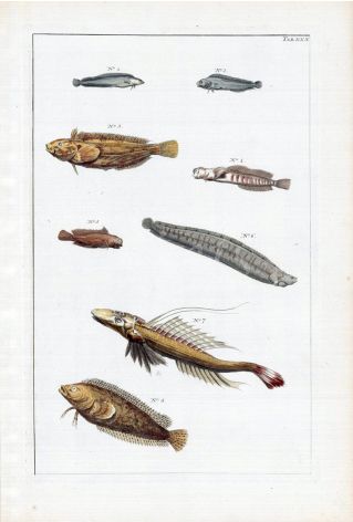 THE BLENNY, DRAGONET, CLINID & ROCK GUNNEL temperate waters fish print - original hand colouring